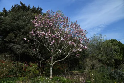 DSC_6866 (Large).JPG